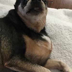 Meet your Posher, Jinwen